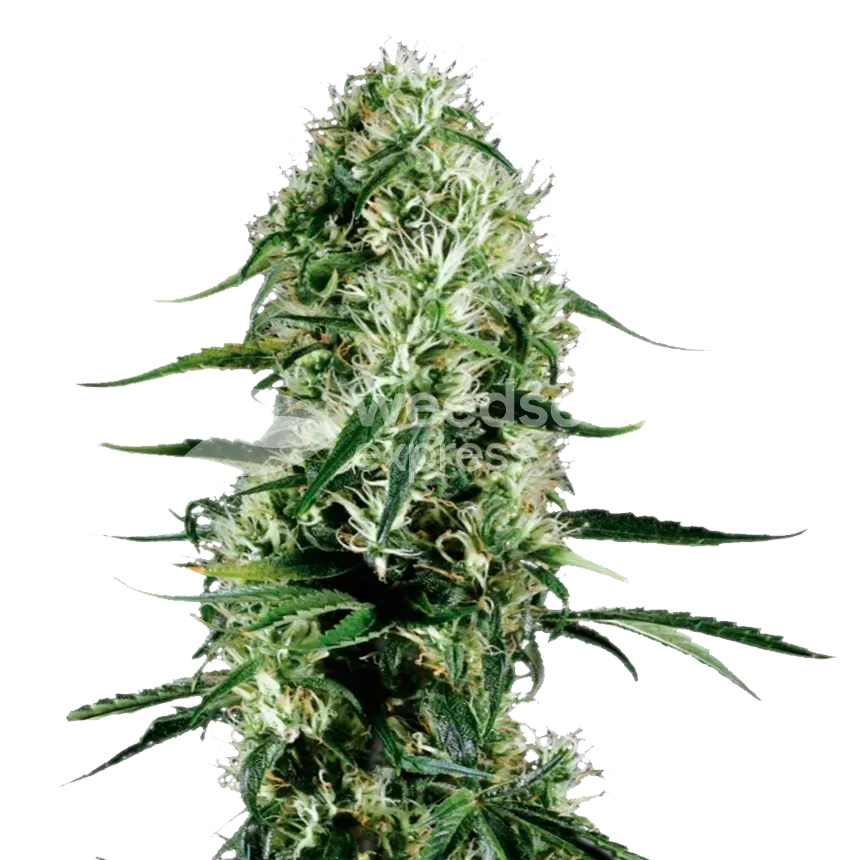 Ghost Train Haze Seeds NZ