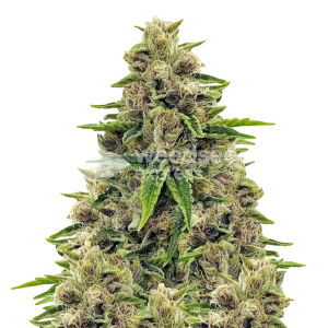 Godfather OG seeds NZ