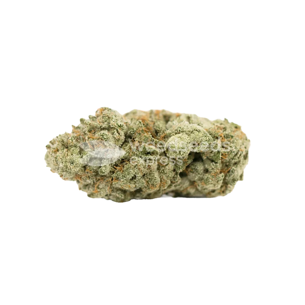 Gorilla Glue Auto Seeds