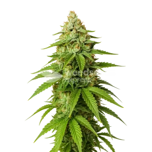 Gorilla Glue Auto Seeds