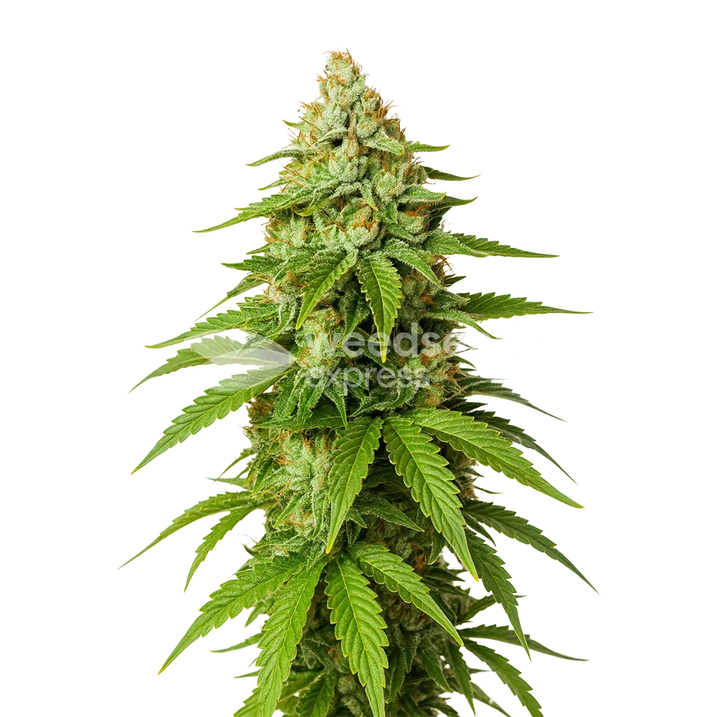 Gorilla Glue Auto Seeds