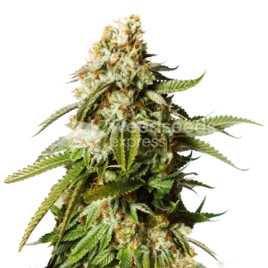 Gorilla Glue #4 Seeds