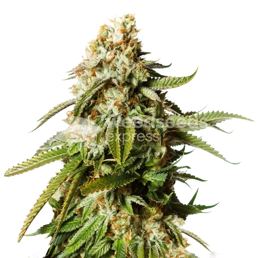 Gorilla Glue #4 Seeds