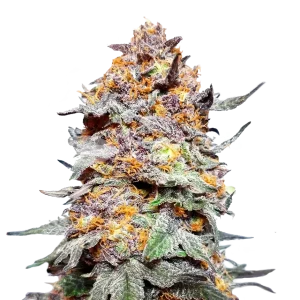 Granddaddy Purple seeds NZ