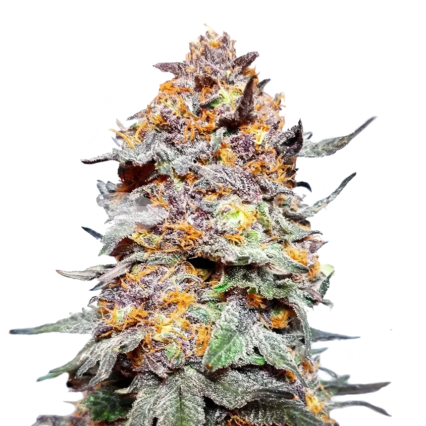 Granddaddy Purple seeds NZ