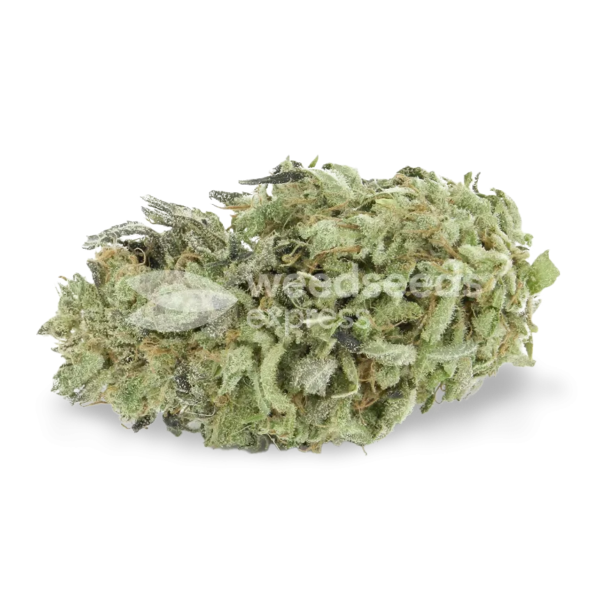 Green Crack Seeds