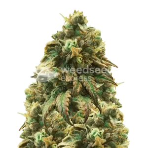 Green Crack Seeds
