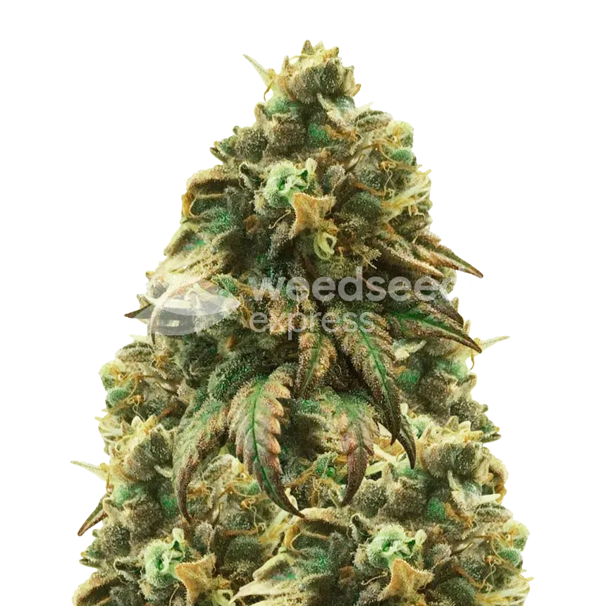 Green Crack Seeds