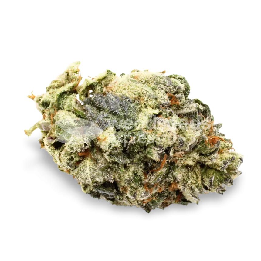 Harlequin Seeds NZ
