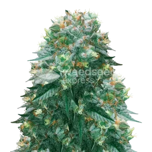 Harlequin Seeds NZ
