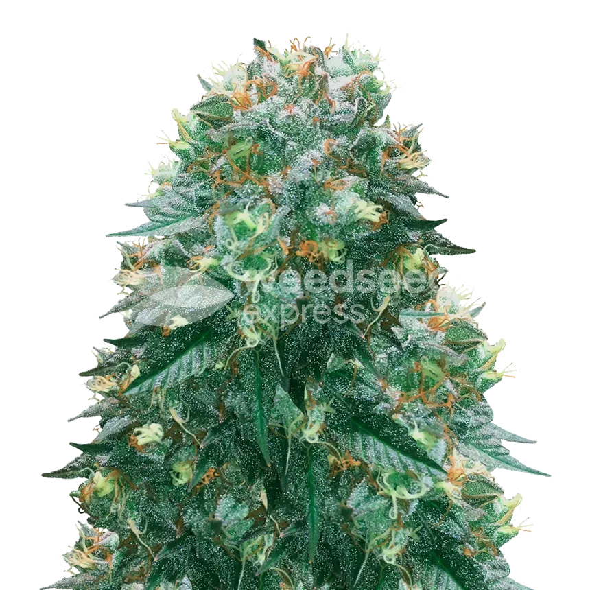 Harlequin Seeds NZ