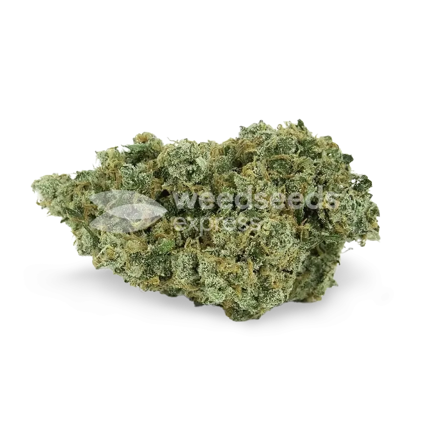 Jack Herer Seeds NZ