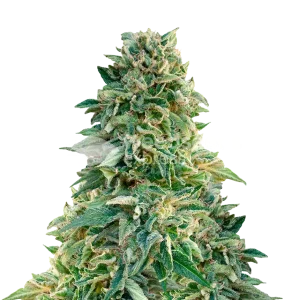 Jack Herer Seeds NZ