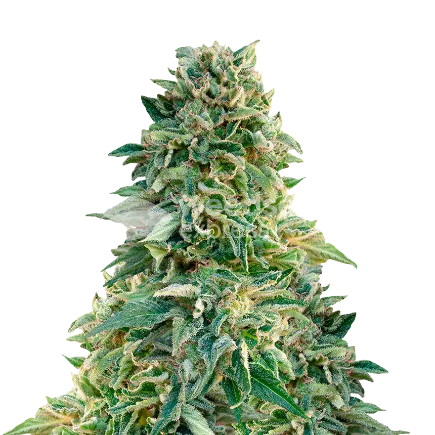 Jack Herer Seeds NZ