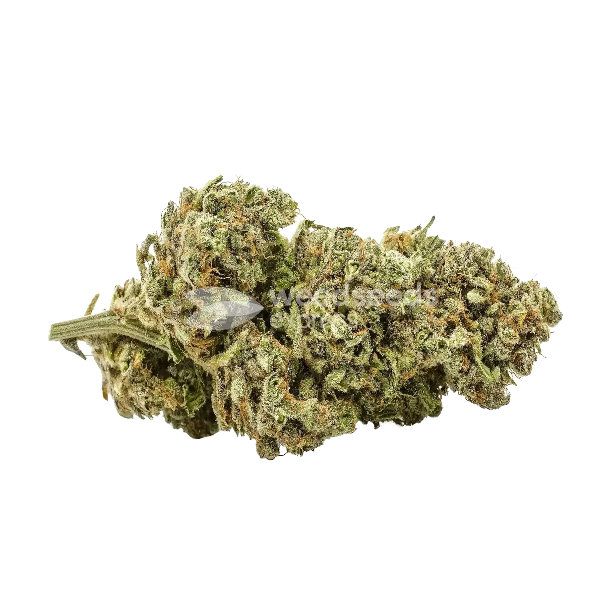 Moby Dick seeds NZ