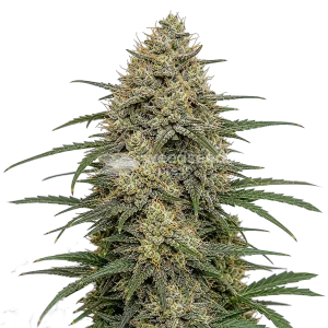 Moby Dick seeds NZ