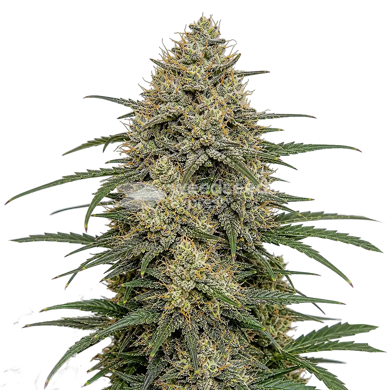 Moby Dick seeds NZ