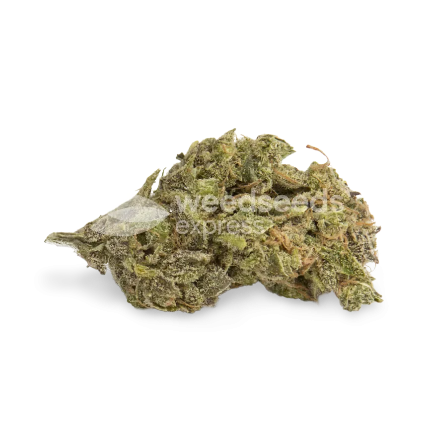 Northern Lights Seeds