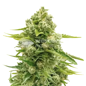 Northern Lights Seeds