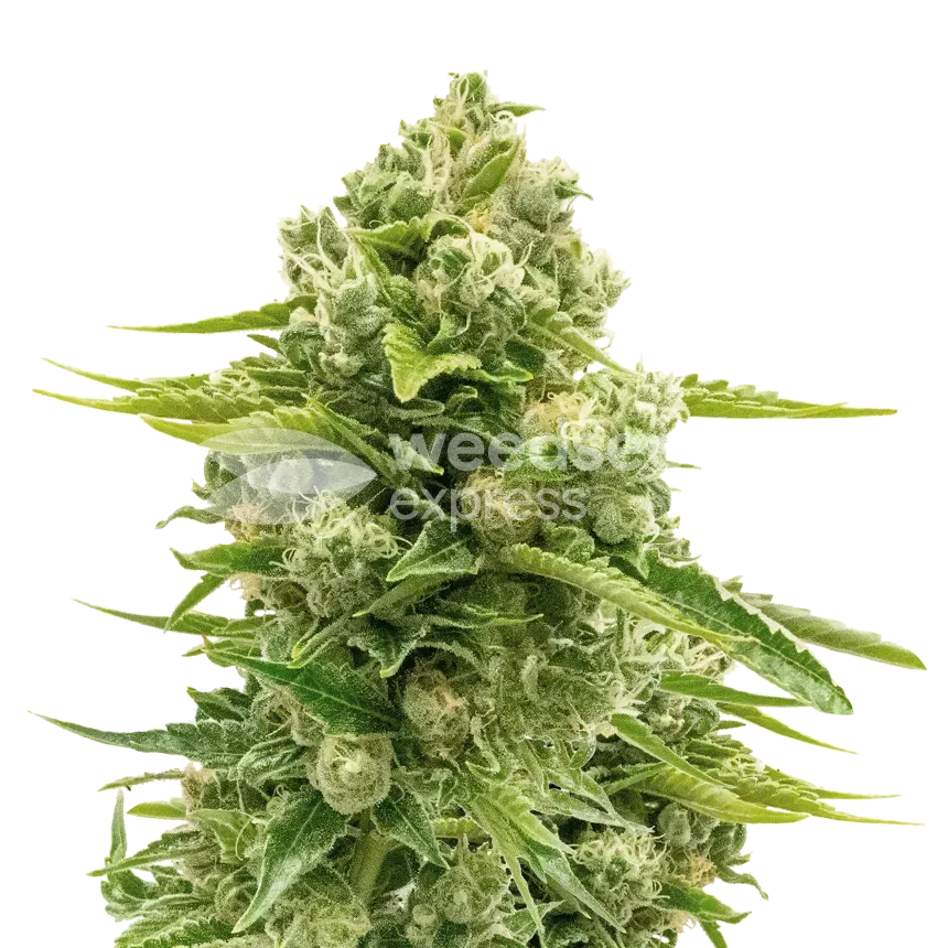 Northern Lights Seeds