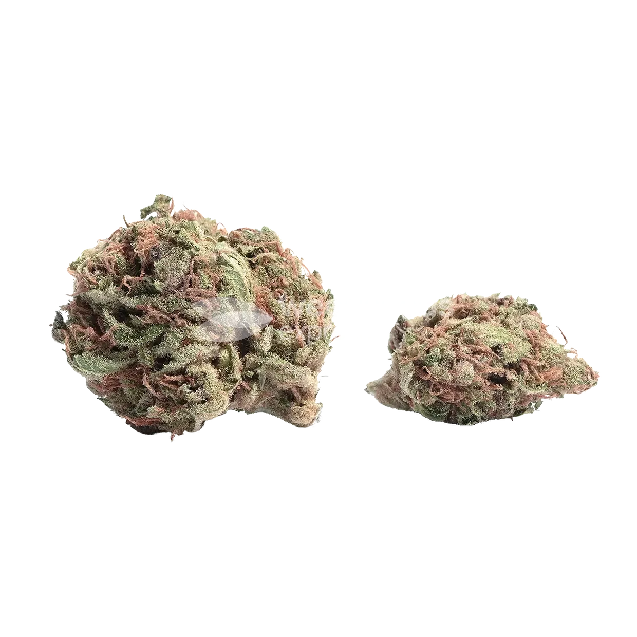 Plushberry Auto seeds NZ