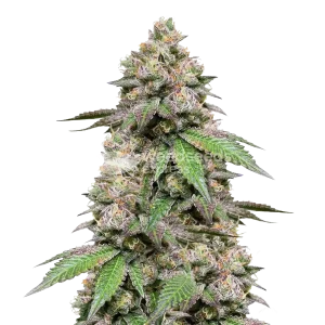 Plushberry Auto seeds NZ