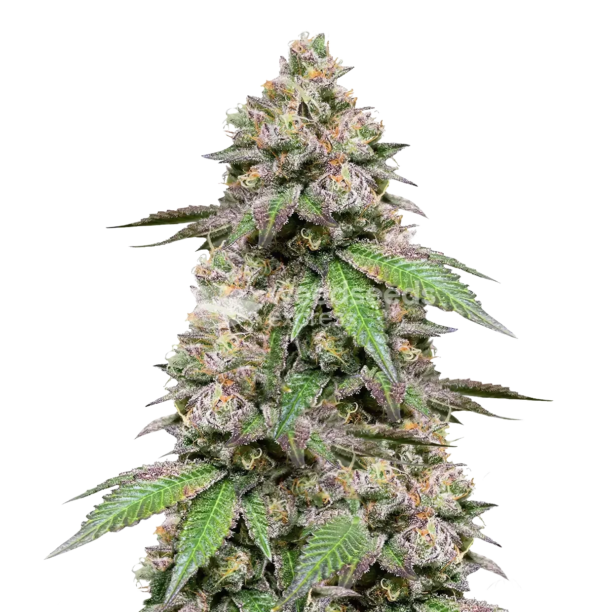 Plushberry Auto seeds NZ