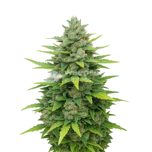 Sour Diesel Auto Seeds NZ