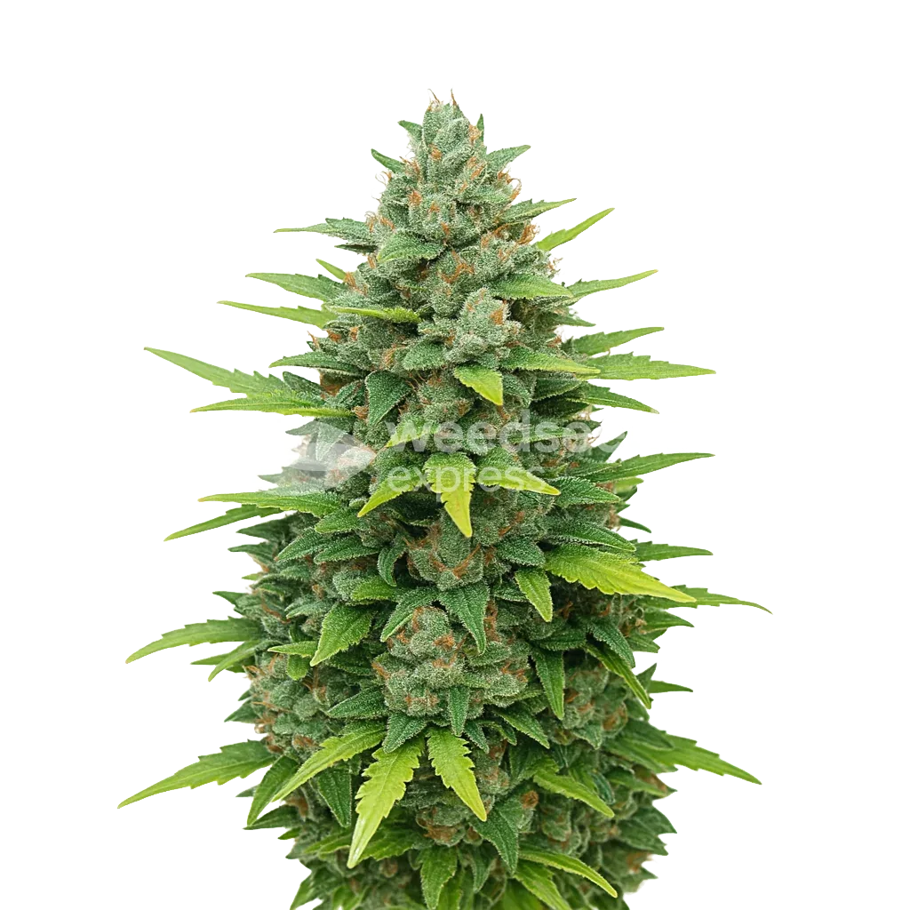Sour Diesel Auto Seeds NZ