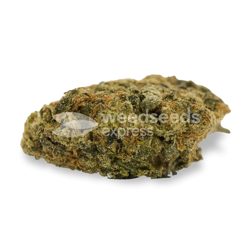 Super Lemon Haze Seeds