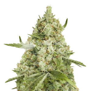 Super Lemon Haze Seeds