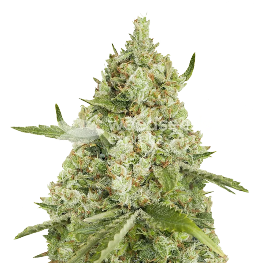 Super Lemon Haze Seeds