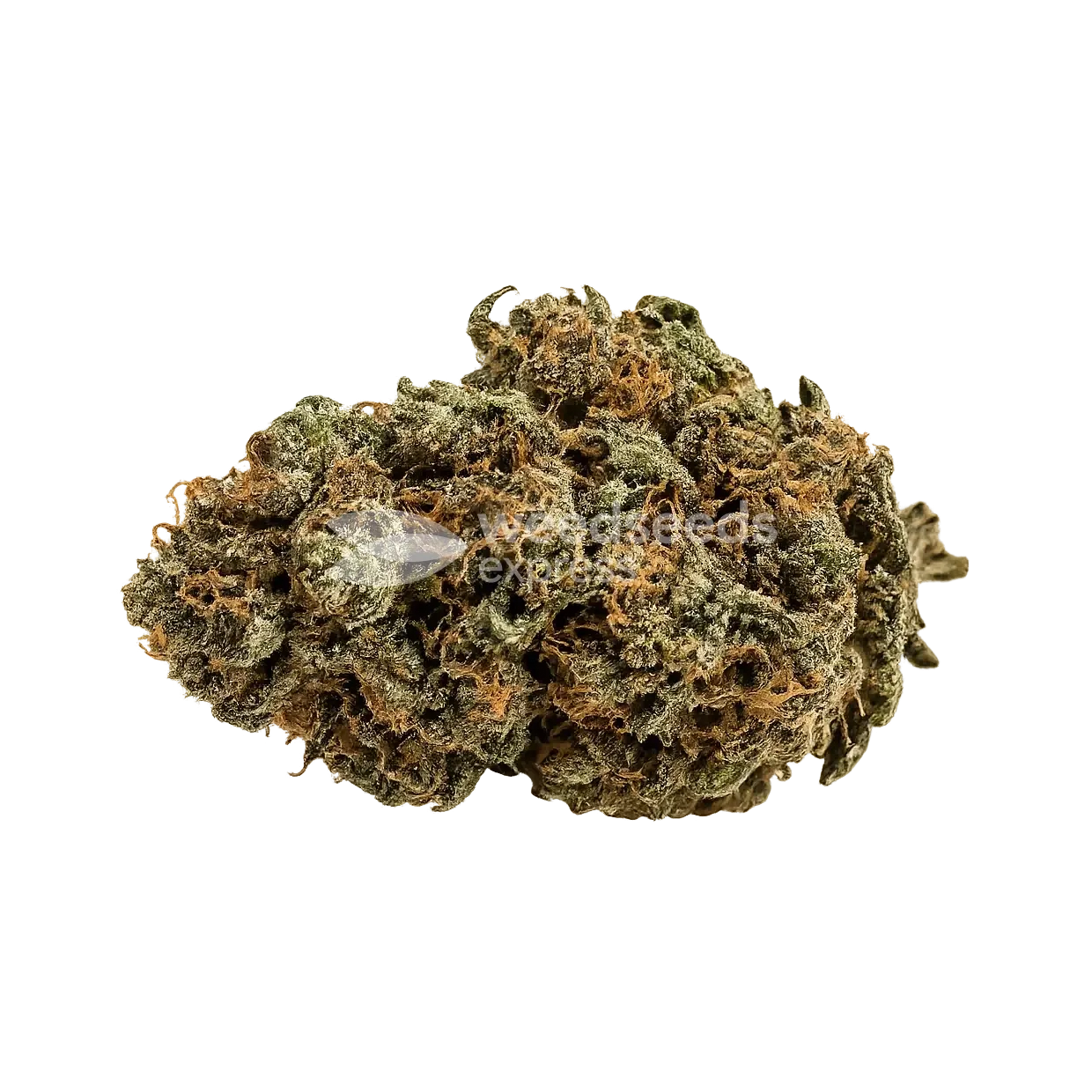 Watermelon Zkittlez seeds NZ