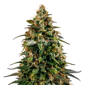 Watermelon Zkittlez seeds NZ