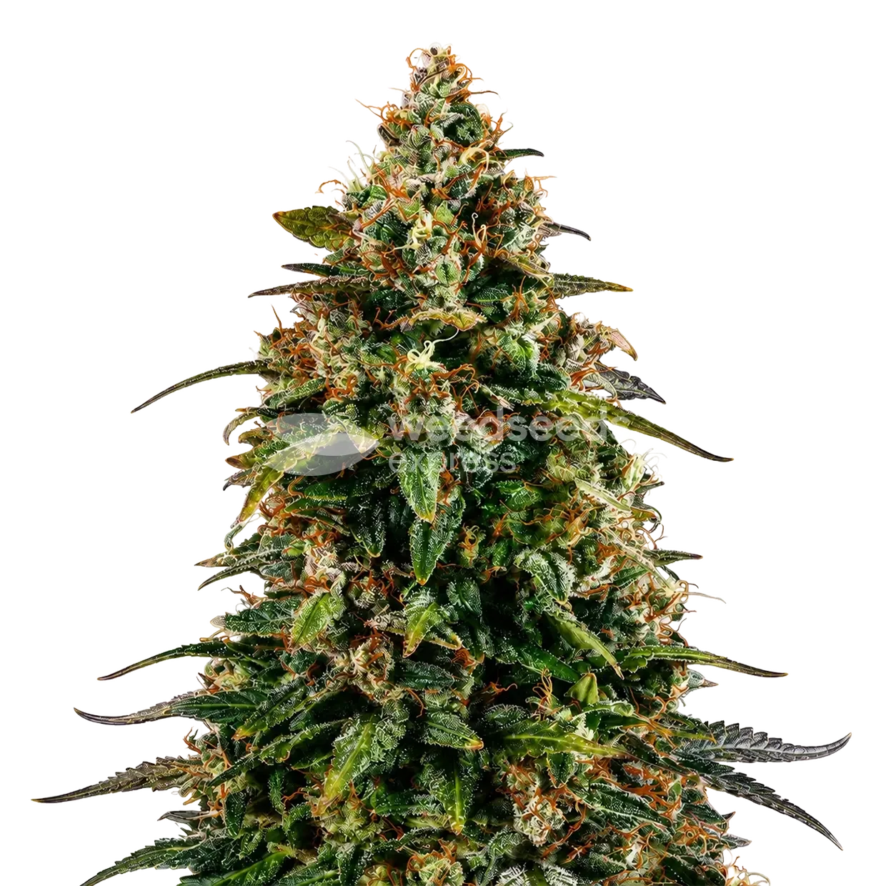 Watermelon Zkittlez seeds NZ