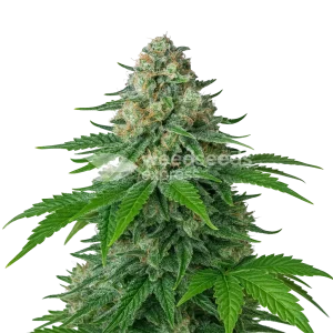 White Widow Auto Seeds