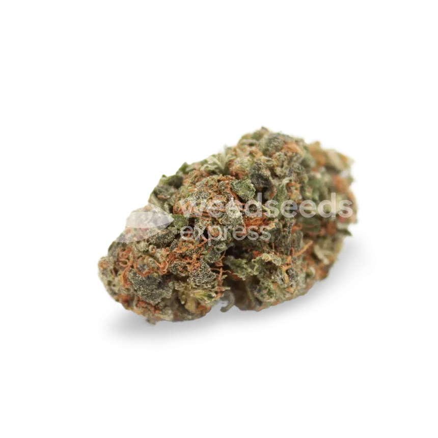 White Widow seeds NZ