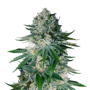 White Widow seeds NZ