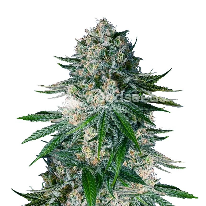 White Widow seeds NZ