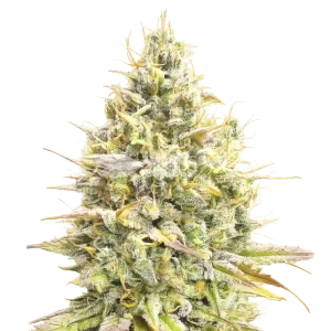 Yumbolt Banana Auto seeds NZ