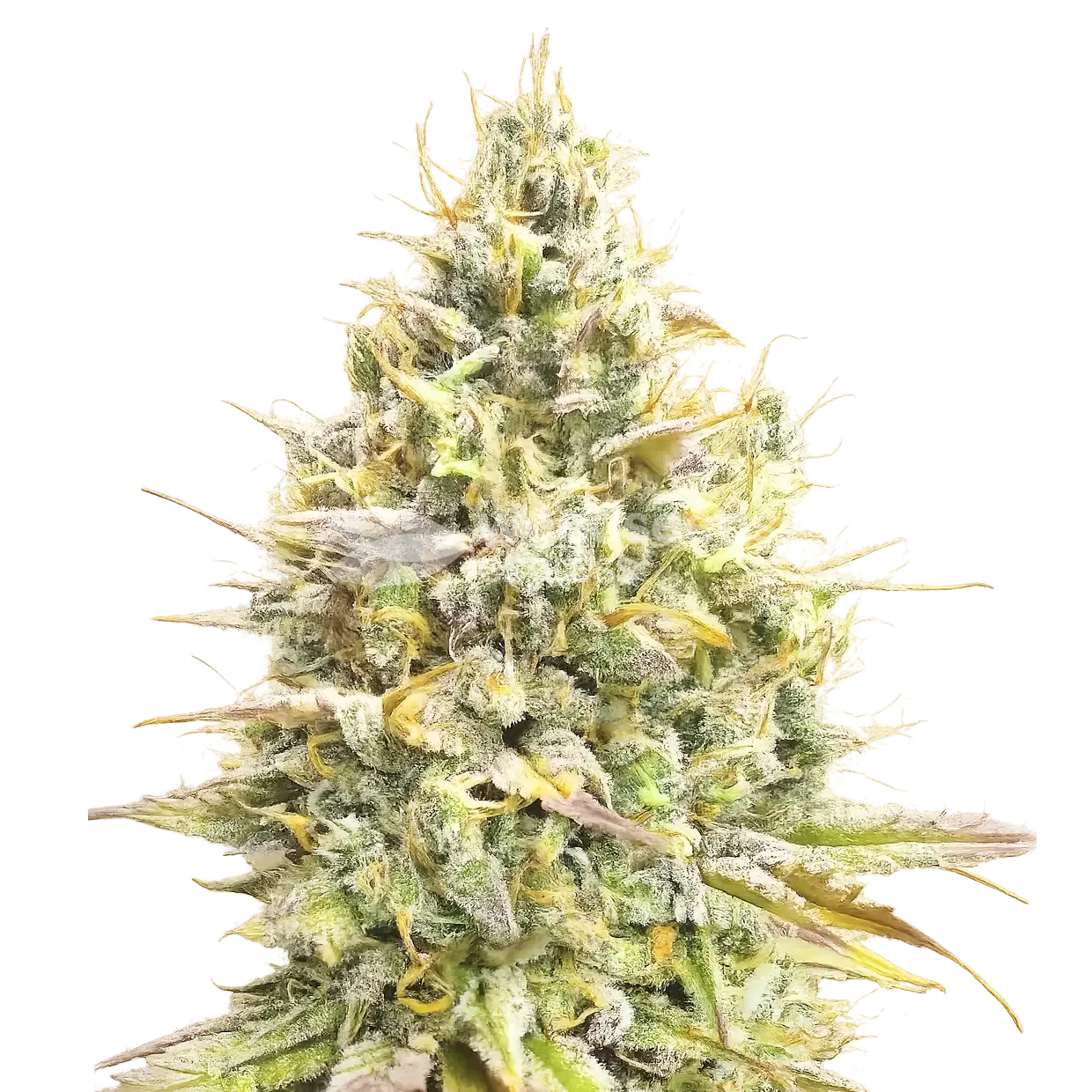 Yumbolt Banana Auto seeds NZ